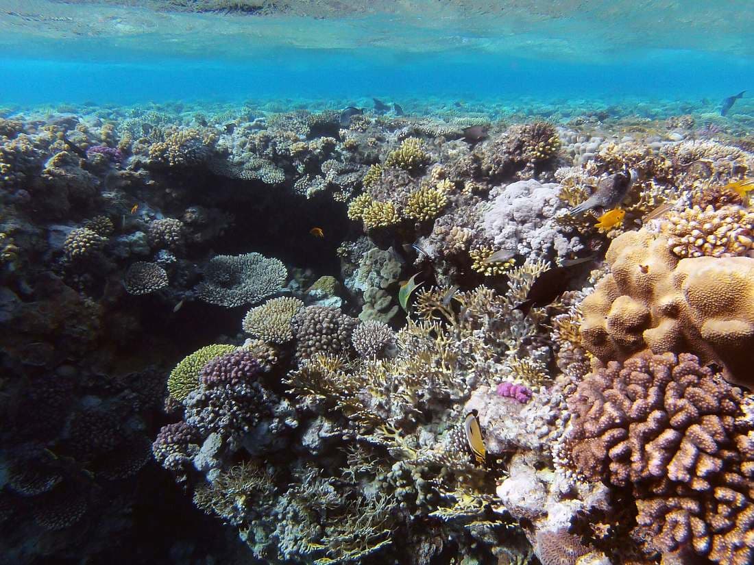 Живые коралловые рифы национального парка Рас-Мохаммед под водой Красного моря